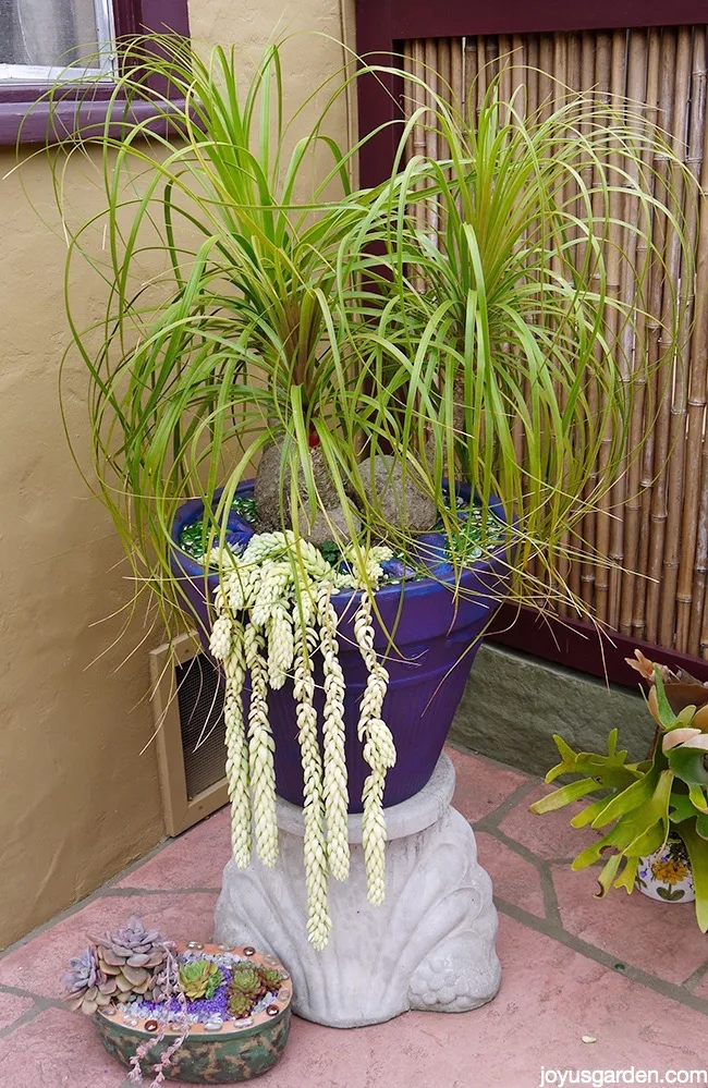 More On Far Out And Fabulous Ponytail Palms