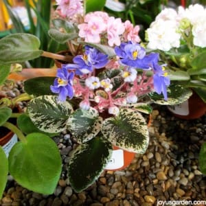 Learning About African Violets