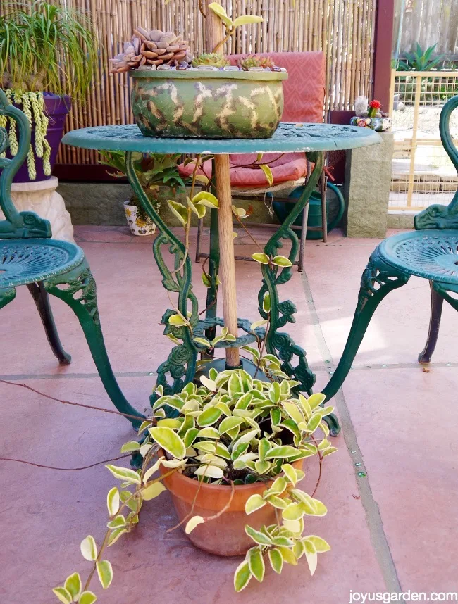 a variegated hoya in a clay pot is growing up the legs of a bistro table on a patio