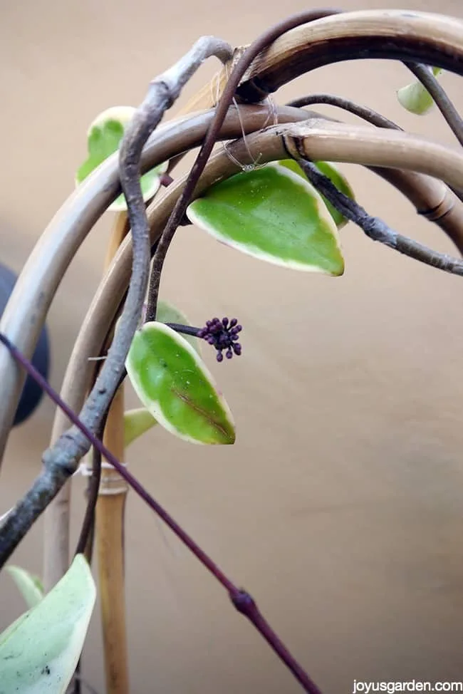 close up of a hoya wax plant flower bud the plant grows on bamboo hoops