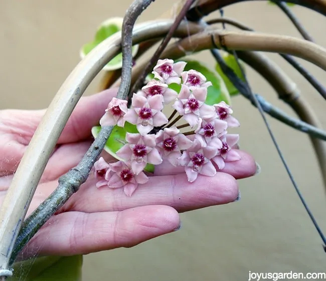 closeup of the flower of a hoya or wax plant