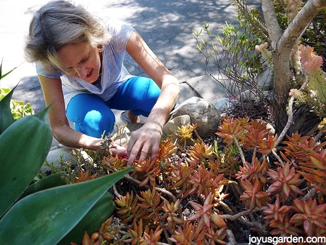 Add orange To Your Succulent Garden