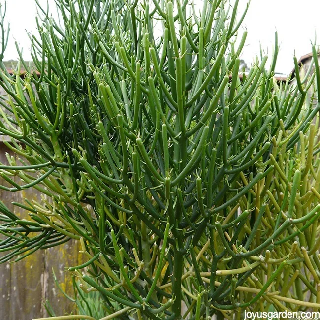 Up close of the dense growth on a pencil cactus with small leaves.