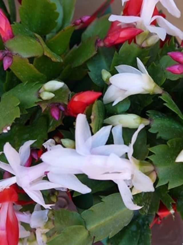 Christmas Cactus Care: A Beautiful Succulent Houseplant