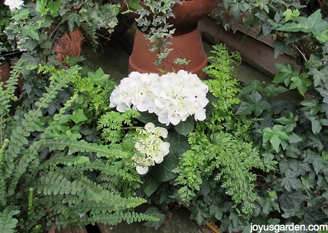 close up up a white hydrangea surrounded by ferns & english ivy