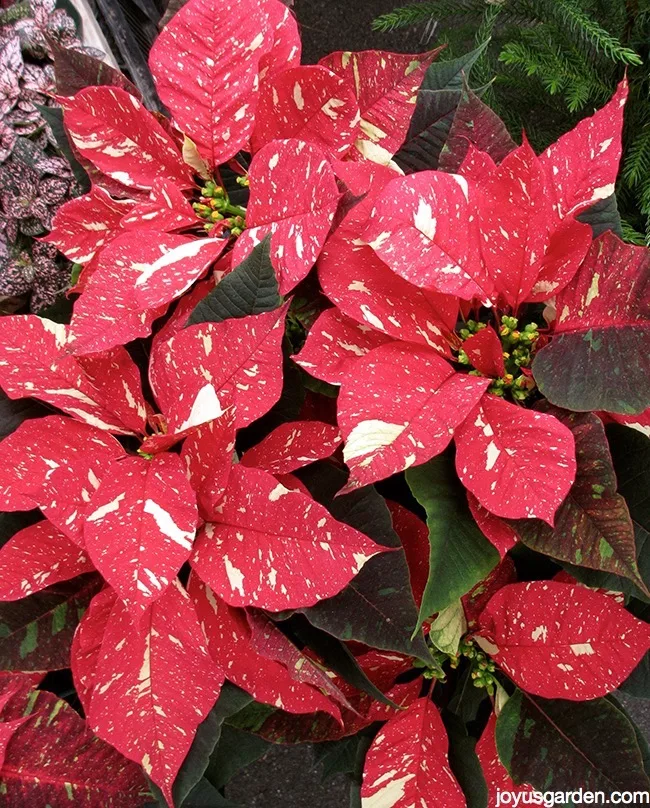 close up of a Jingle Bells Poinsettia plant with red & white flowers