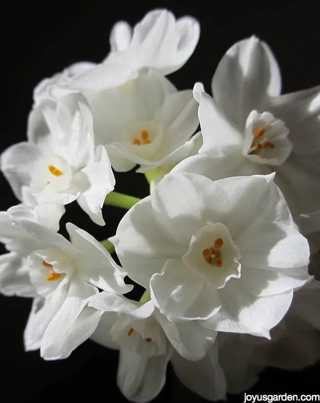 close up of paper white narcissus flowers against a black background