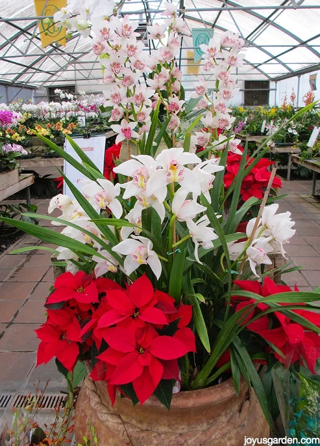 a large pot filled with red poinsettias & white cymbidium orchids sits in an orchid greenhouse