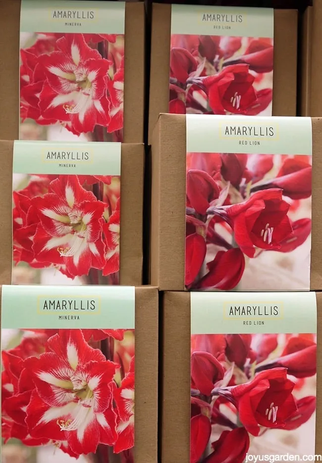 boxes of amaryllis bulbs with red/white & red flowers on the front