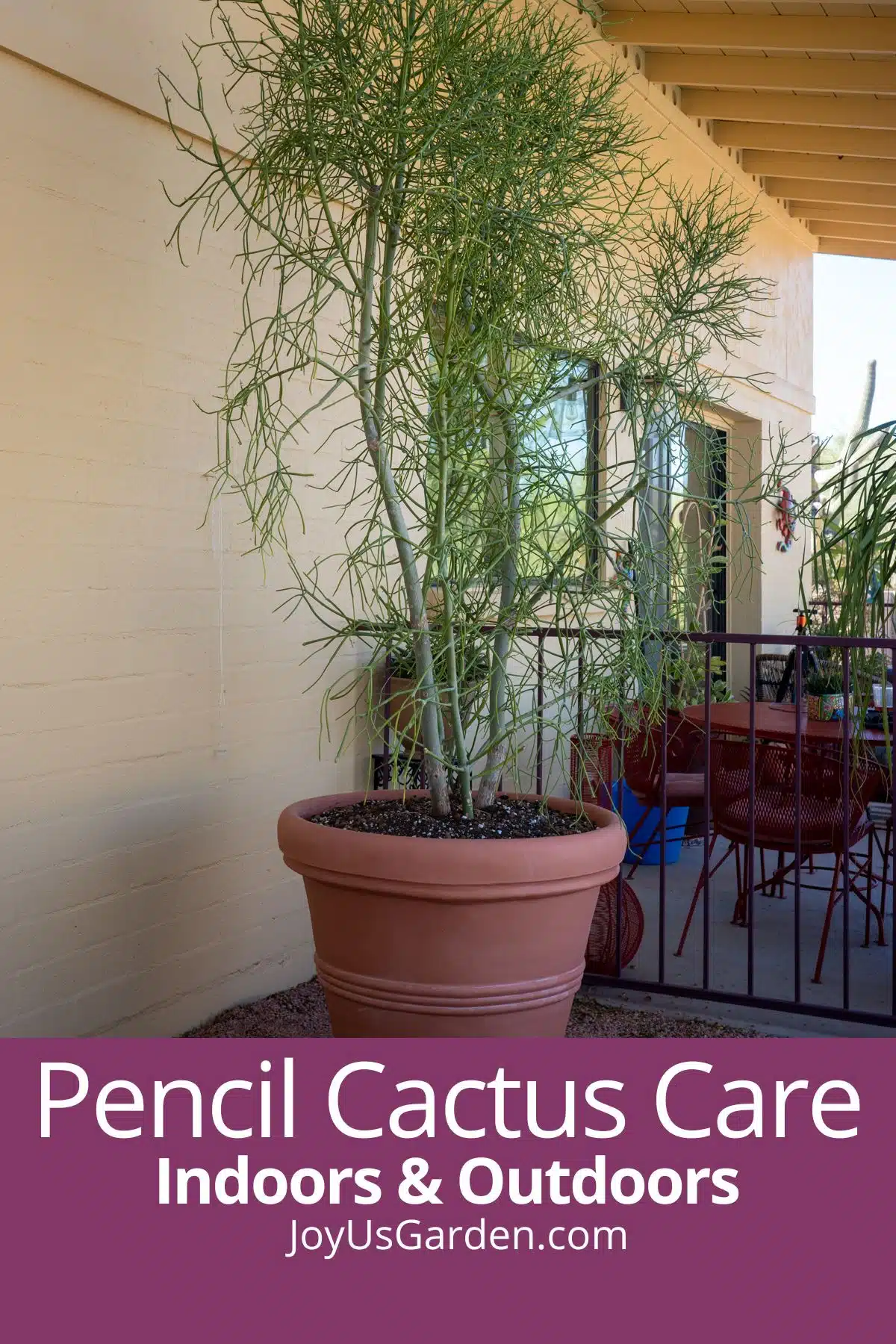 Pencil cactus growing outside in large pot text rates pencil cactus care indoors and outdoors joyousgarden.com.