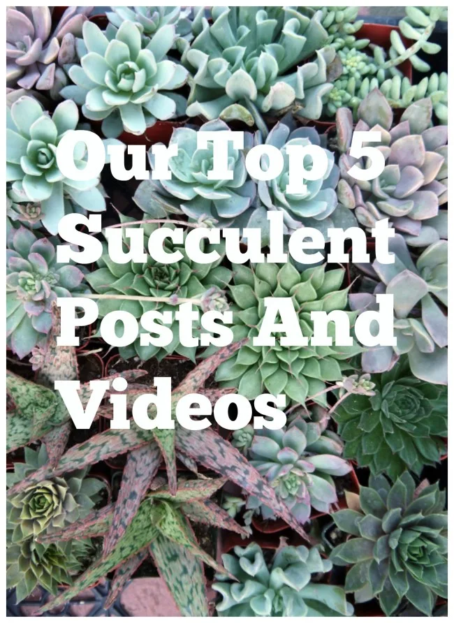 Top 5 Succulent Posts And Videos