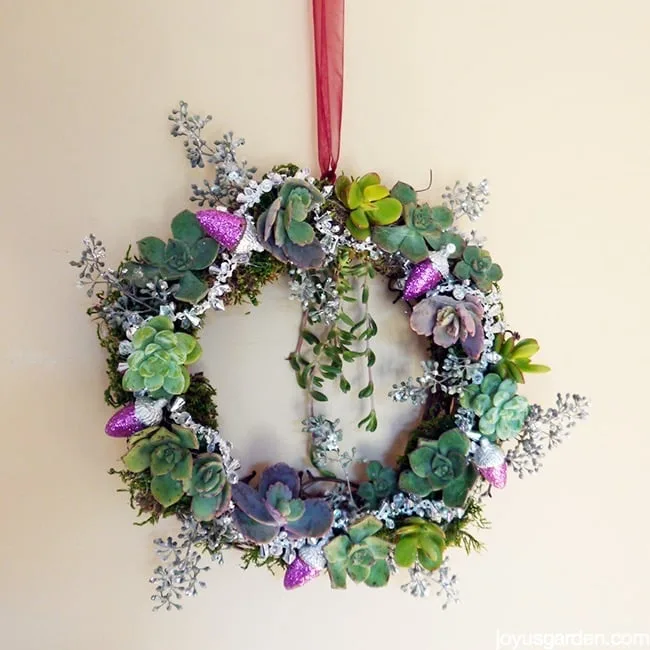 Holiday Succulent Wreath - Glitter and succulents