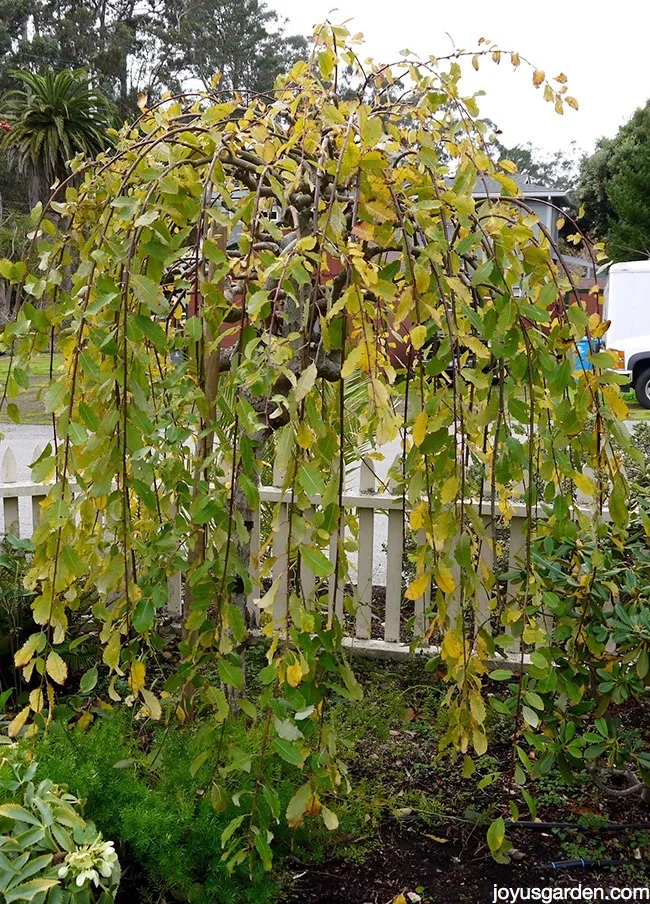 A weeping pussy willow tree growing in a garden in early fall as its leaves are turning yellow.