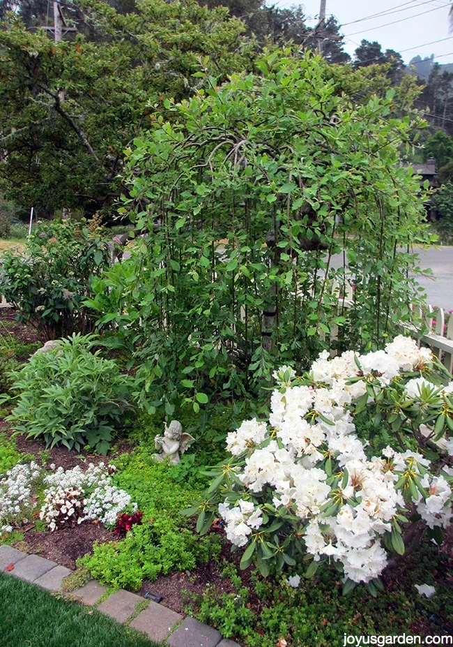 A very full & green weeping pussy willow tree grows in a garden next to plants with white flowers.