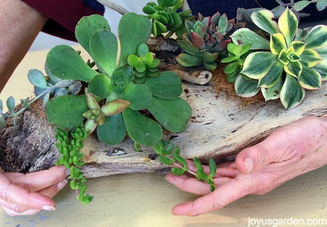 Arranging succulents in driftwood