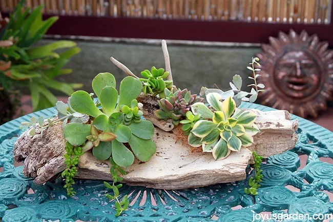 crafting with driftwood succulents airplants