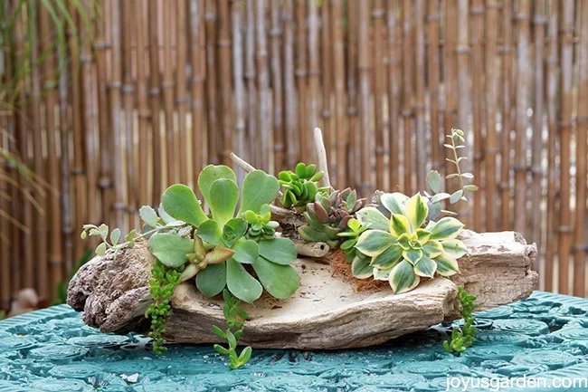 Completed driftwood succulent arrangement