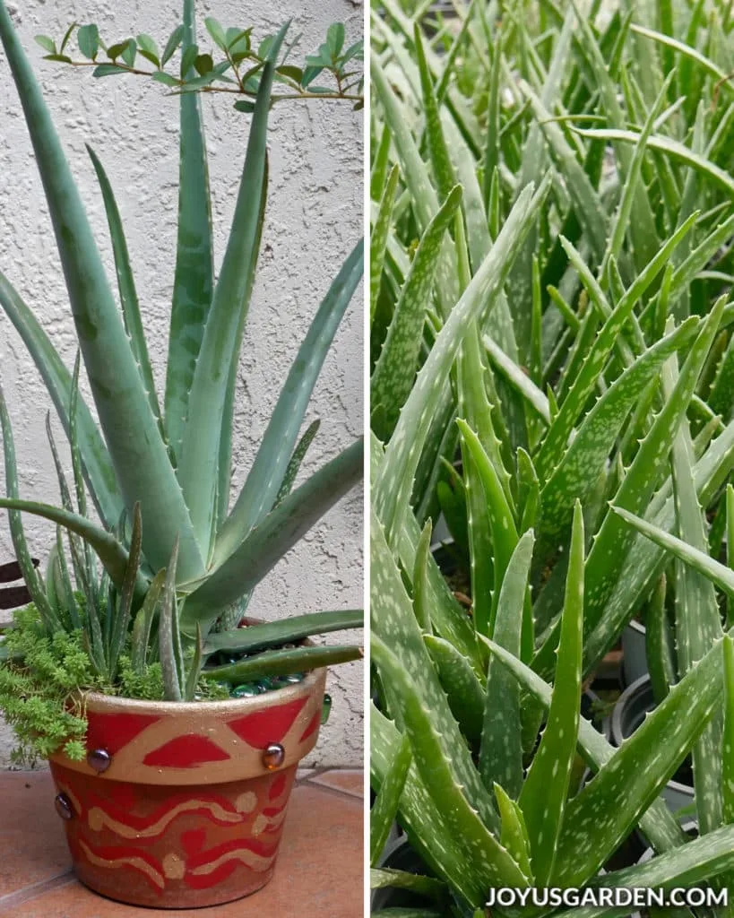 a collage consisting of 2 photos of aloe vera plants