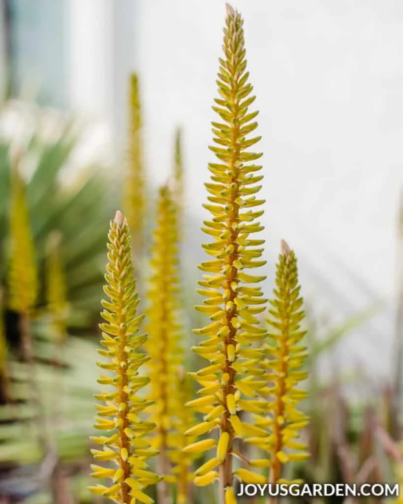 close up of the tall yellow flower spikes of an aloe vera plant 