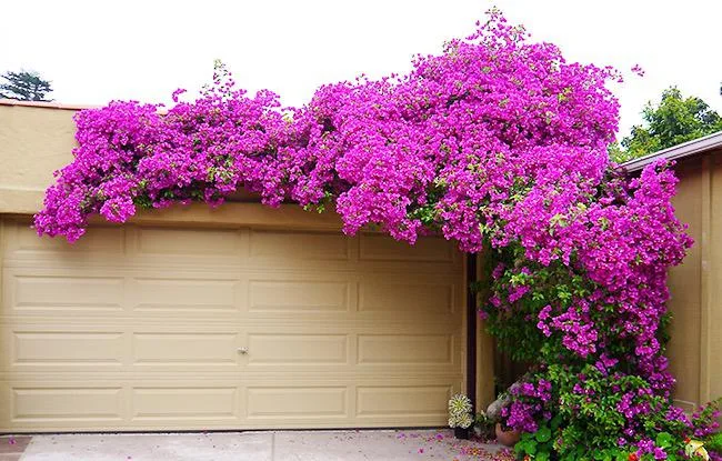 pruning & training bougainvillea