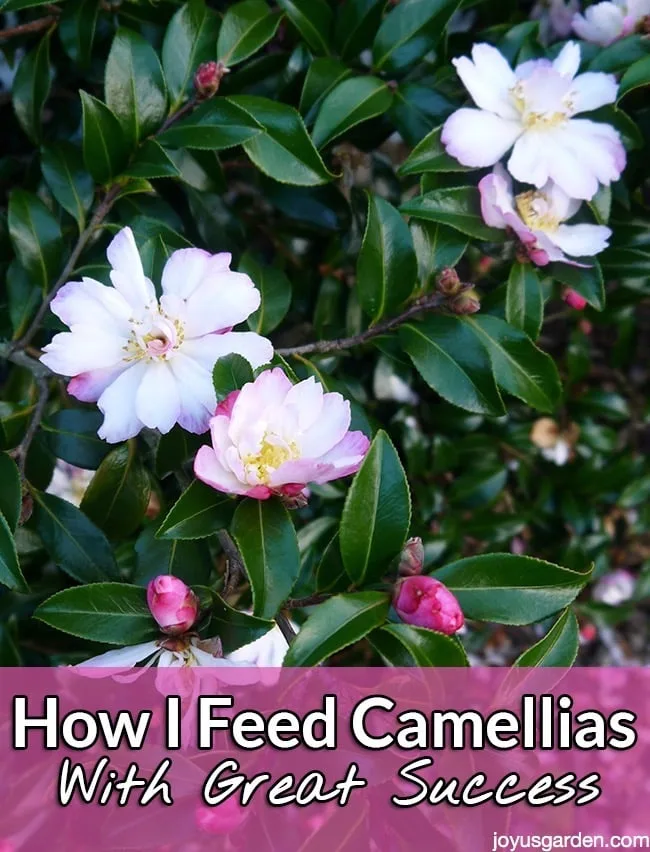 close up of white camellias tinged with light pink the text reads How I Feed Camellias With Great Success.