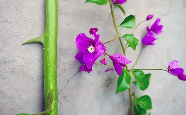 pruning training bougainvillea