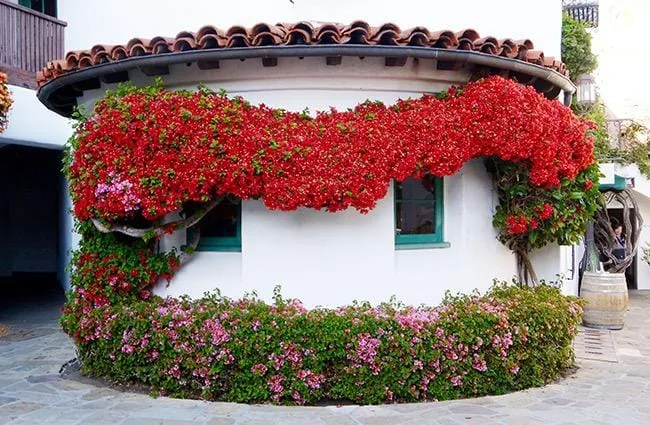 pruning training bougainvillea