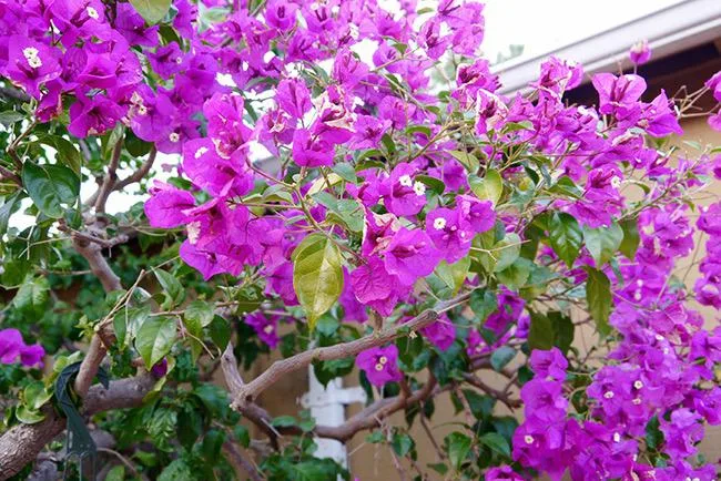 pruning training bougainvillea