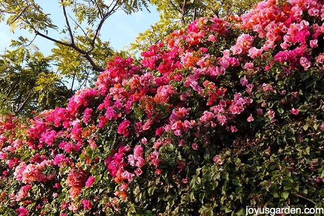 bougainvillea dropping yellow leaves