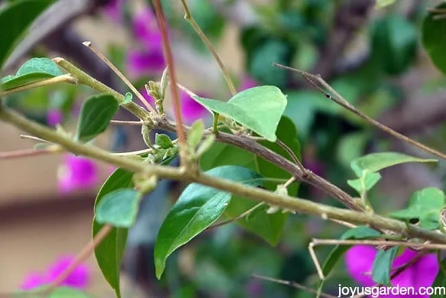 bougainvillea dropping yellow leaves