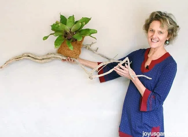 Grow Bromeliads On Driftwood Or A Branch