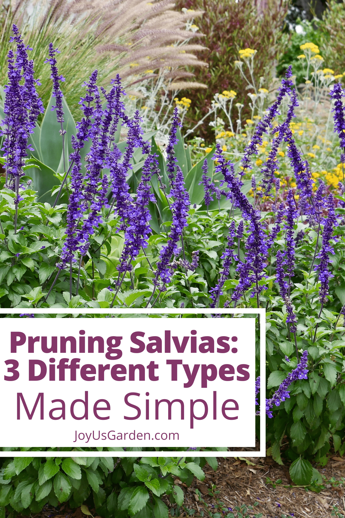 Pruning Salvias: How To Prune 3 Different Types of Salvias