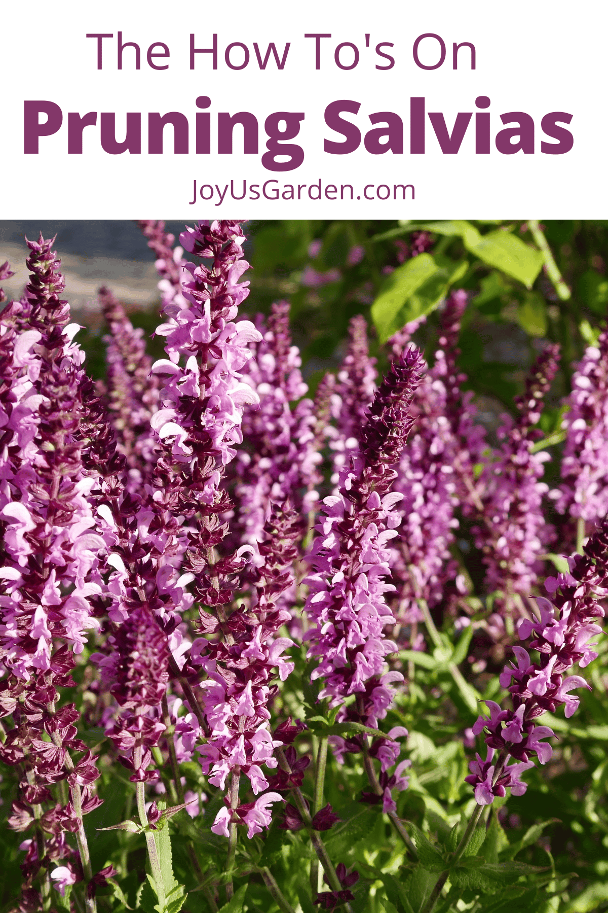 Pruning Salvias: How To Prune 3 Different Types of Salvias