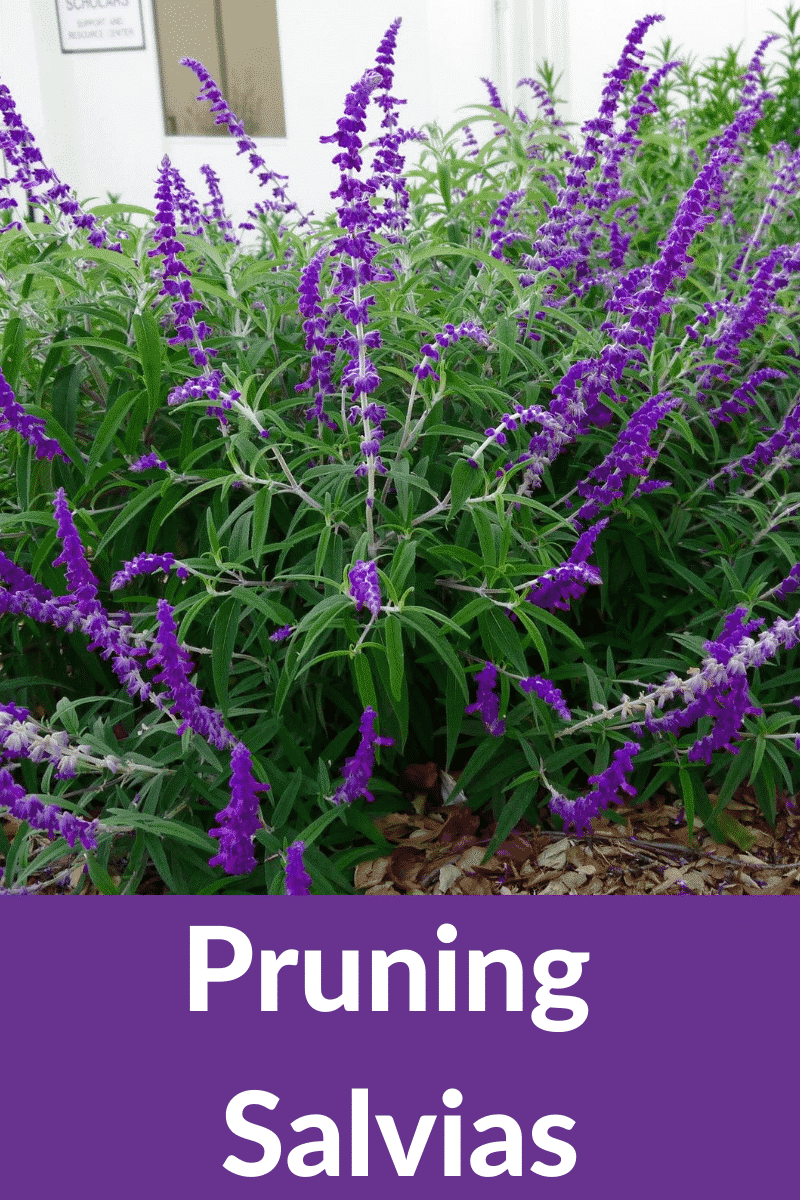 Pruning Salvias: Pruning and Trimming 3 Different Types of Salvias