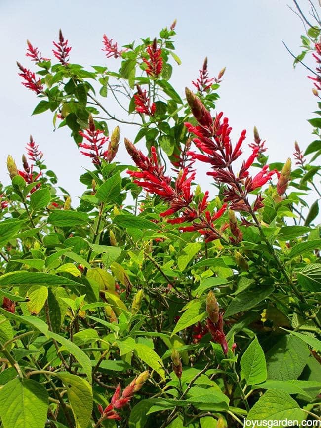 perennial salvia pruning