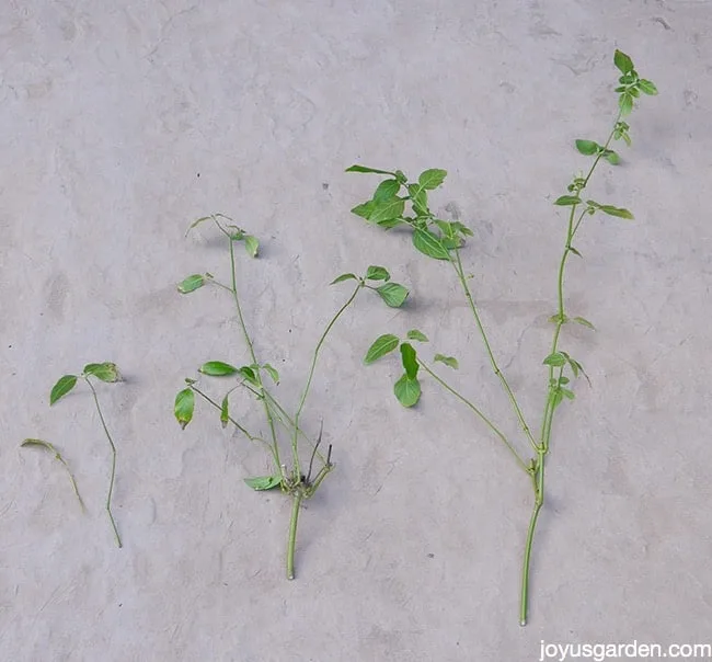 shrimp plant pruning