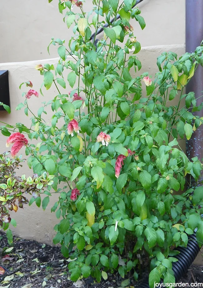 shrimp plant pruning