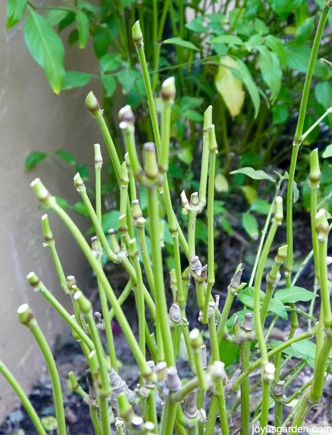 shrimp plant pruning