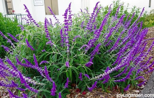 a salvia leucantha santa barbara with deep purple flowers in full bloom