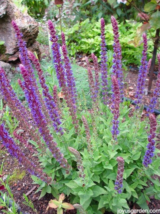 Pruning 3 Types Of Salvias