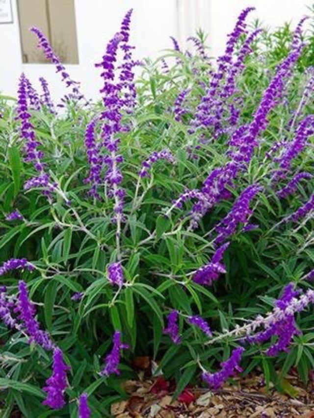 Pruning Salvia Guide