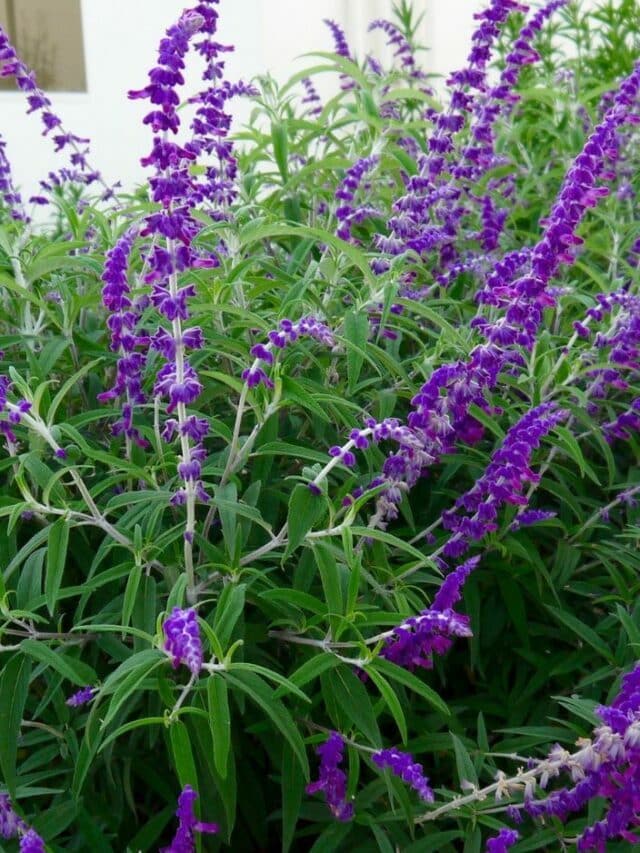 A Guide To Pruning 3 Types Of Salvia Plants