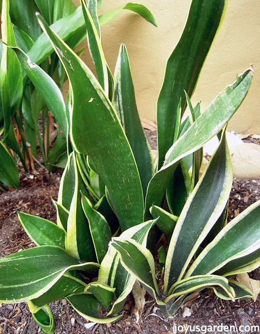 this is how topropagate sansevierias snake plants