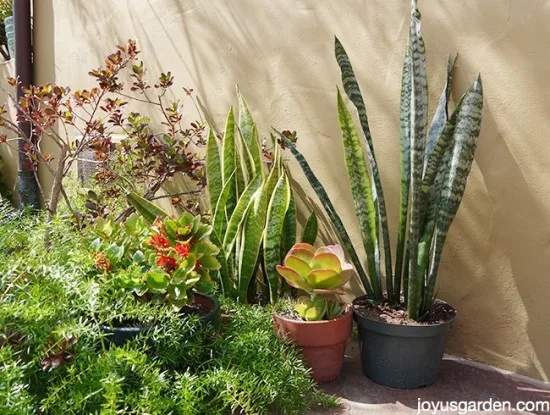 propagate sansevierias snake plants