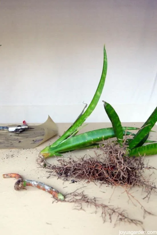 how to propagate sansevierias snake plants