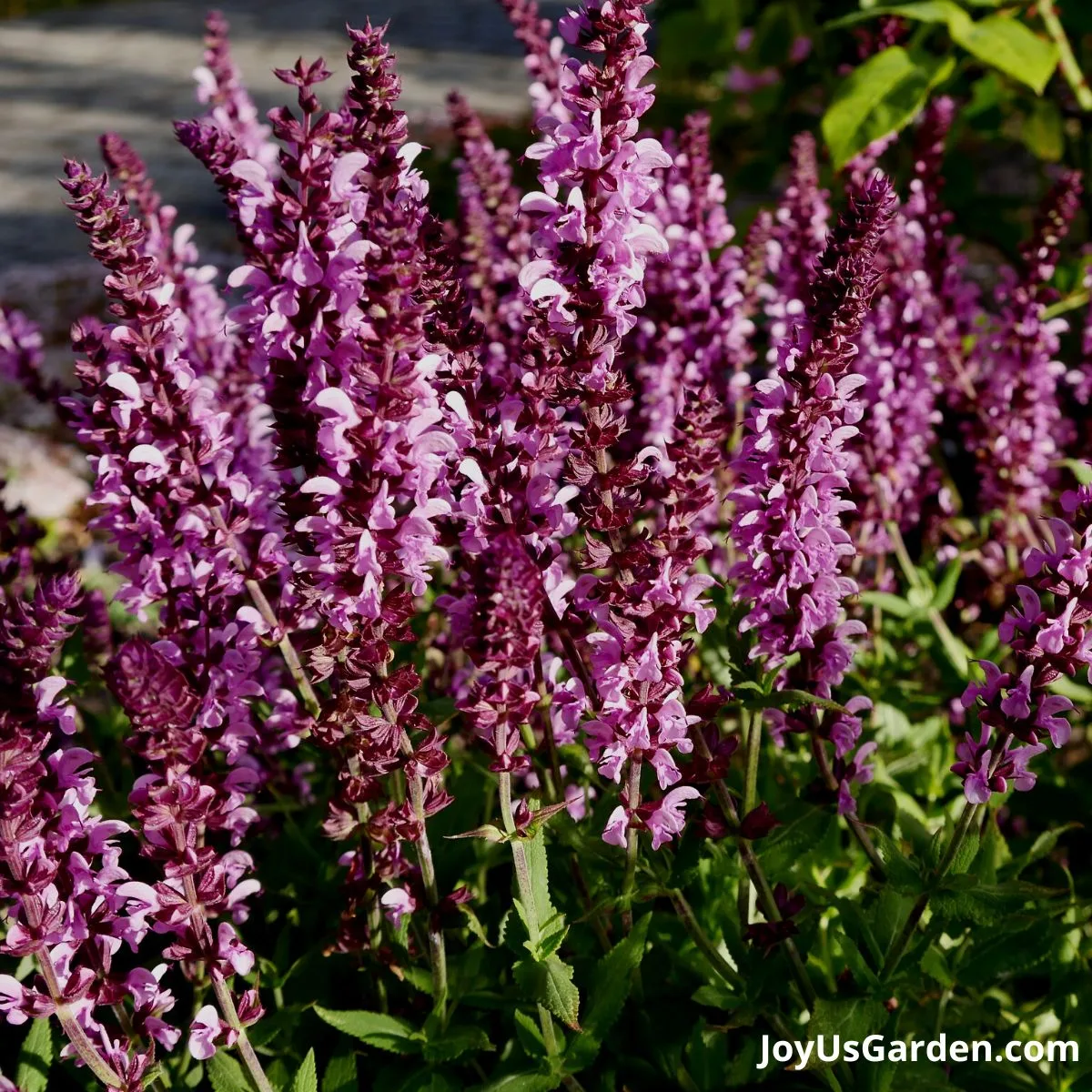 close up of the masses of pink flowers on a salvia nemorosa pink freisland