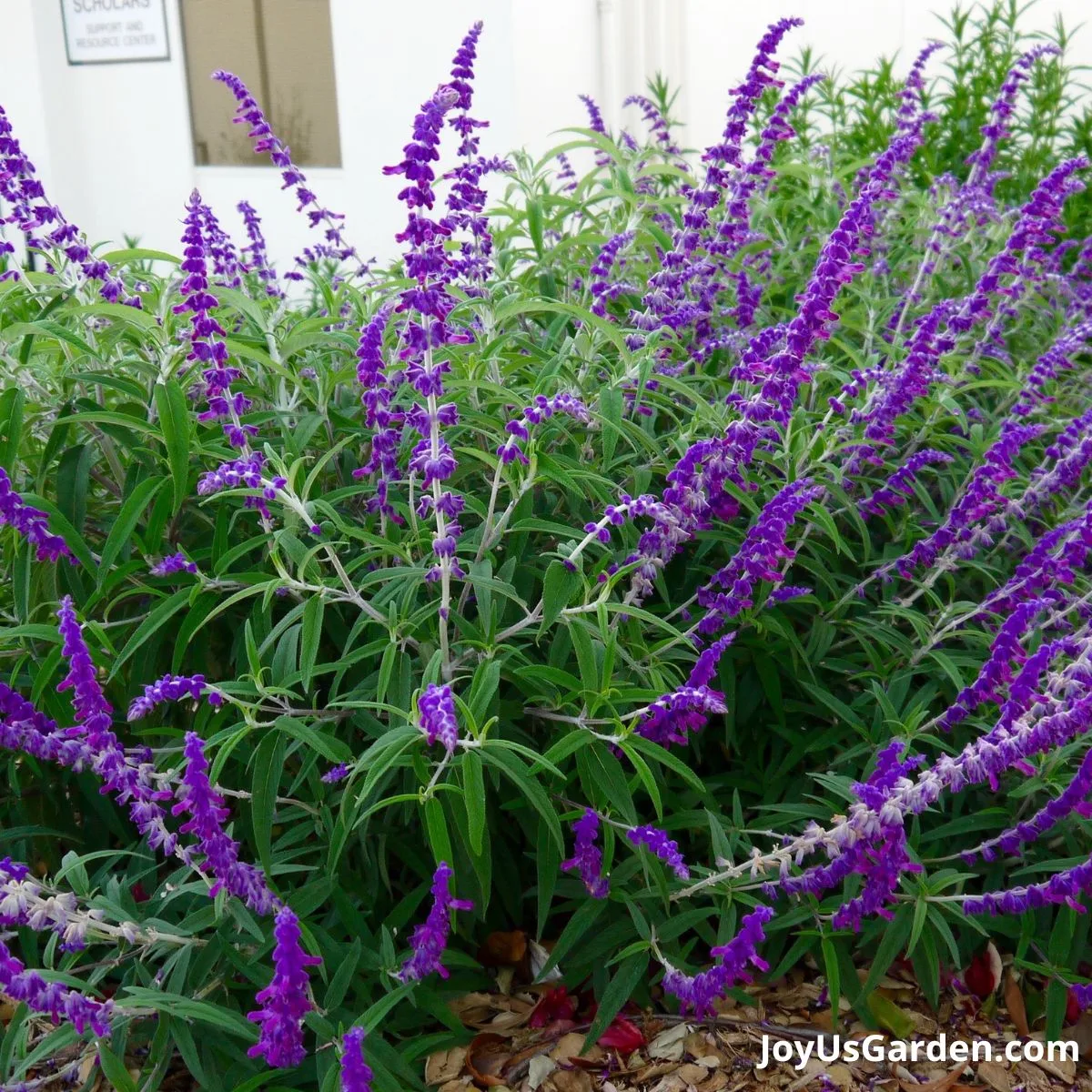 a large salvia leucantha santa barbara mexican bush sage in bloom with deep purple flowers