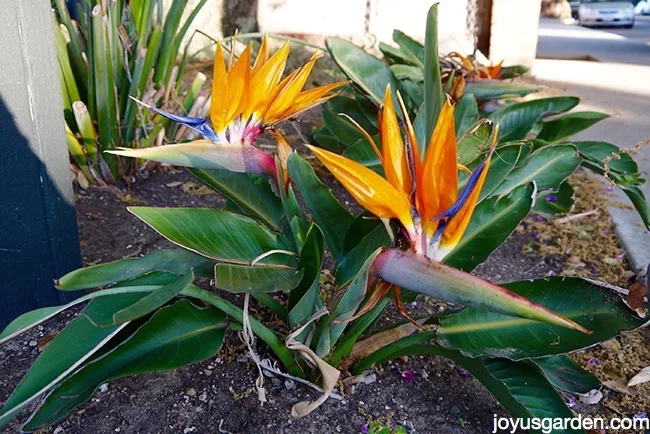 A small Bird of paradise plant grows outdoors, beautiful flowers are in bloom. 