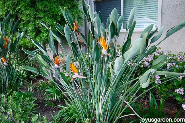 Bird of paradise plant grows outdoors in garden amongst other plants. 