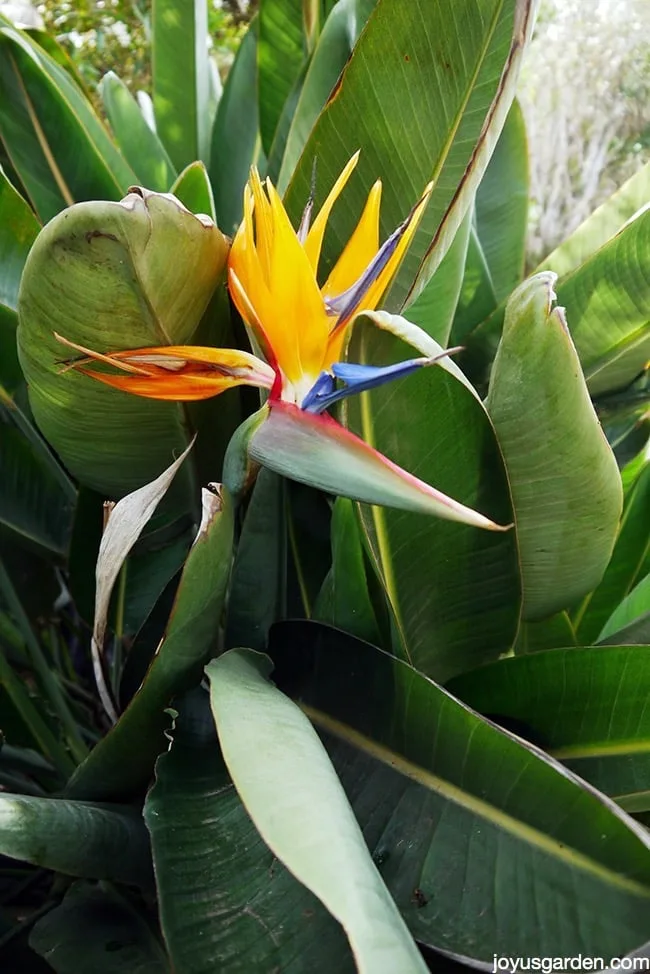 A bird of paradise plant grows outdoor and shows some brown edges on leaves. 